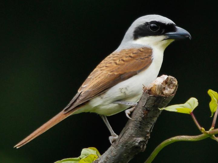 Tiger Shrike