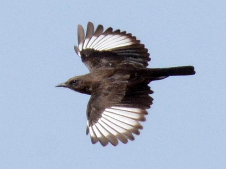 Anteater Chat