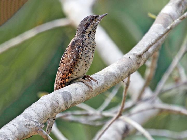 Eurasian Wryneck