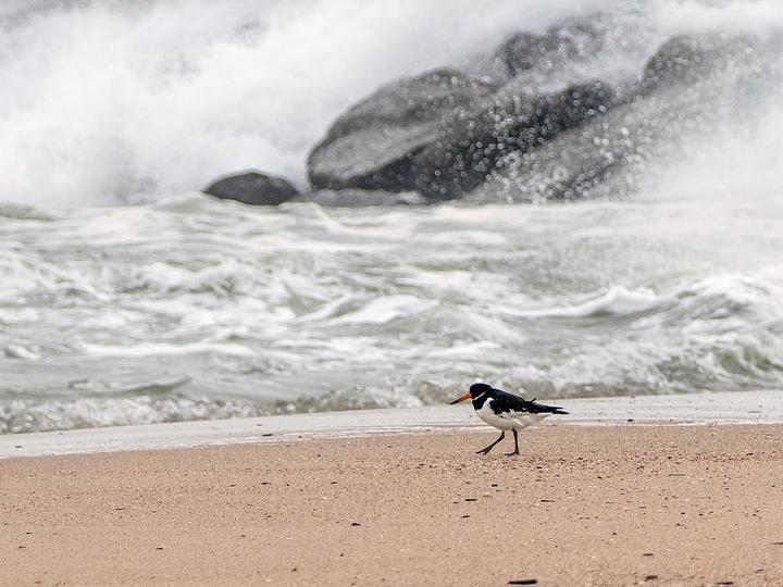 Eurasian Oystercatcher