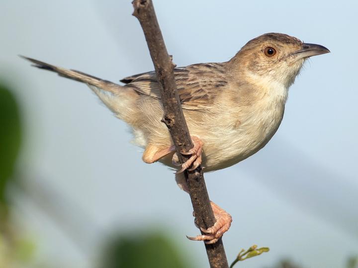 Croaking Cisticola