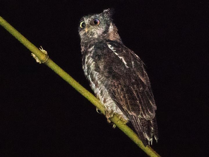 Akun Eagle-Owl