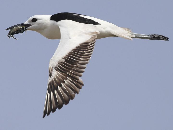 Crab-plover