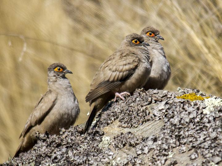 Moreno's Ground Dove