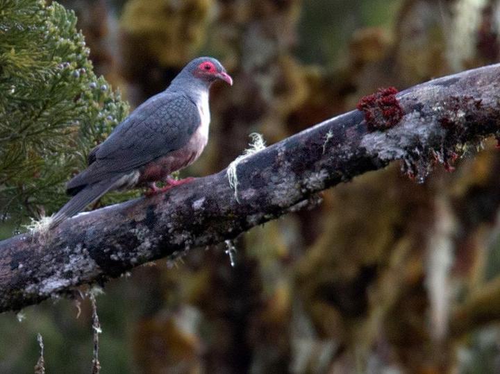 Papuan Mountain Pigeon