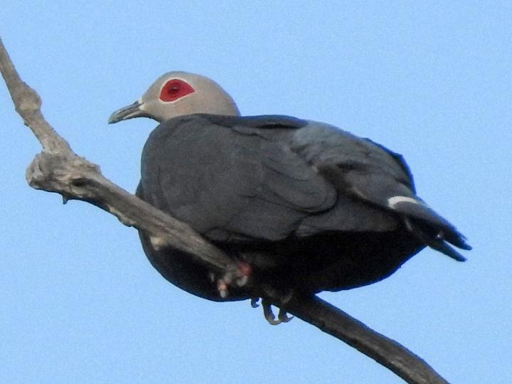 Pinon's Imperial Pigeon