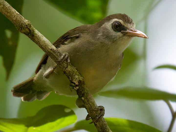 Bare-eyed White-eye