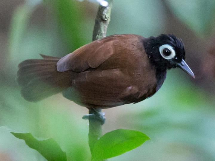 Bare-eyed Antbird