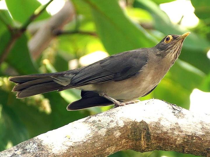 Spectacled Thrush