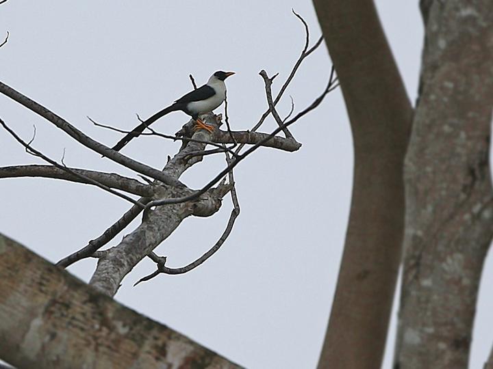 Bare-eyed Myna