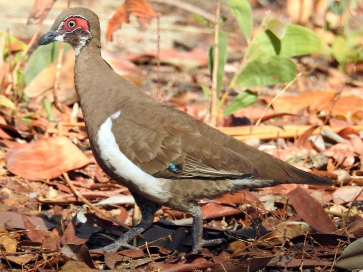 Partridge Pigeon