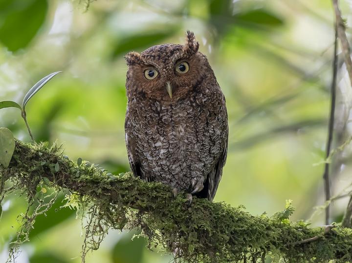 Bare-shanked Screech Owl