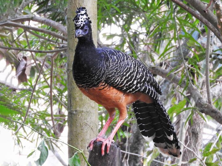 Bare-faced Curassow