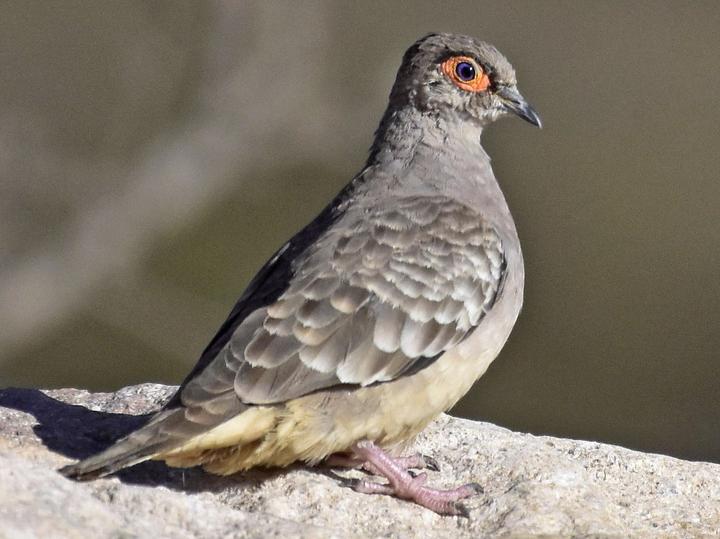 Bare-faced Ground Dove