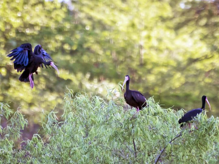 Bare-faced Ibis