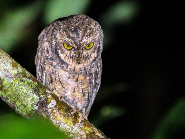 Seychelles Scops Owl