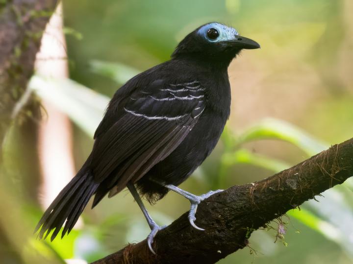 Bare-crowned Antbird
