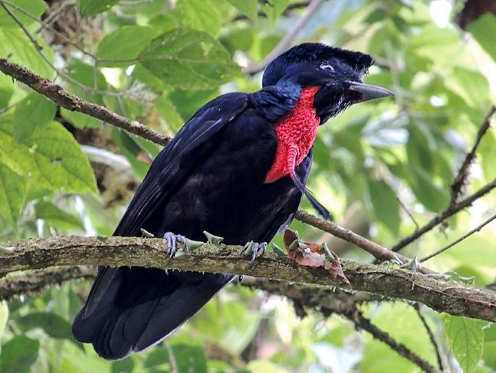 Bare-necked Umbrellabird