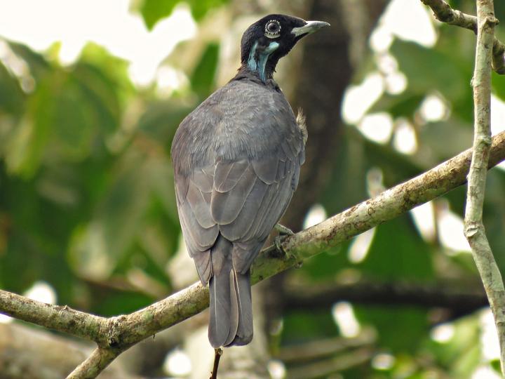 Bare-necked Fruitcrow