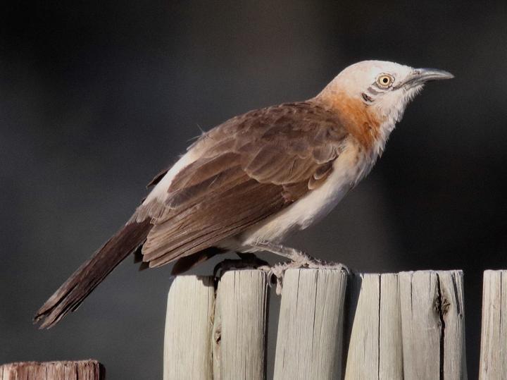 Bare-cheeked Babbler