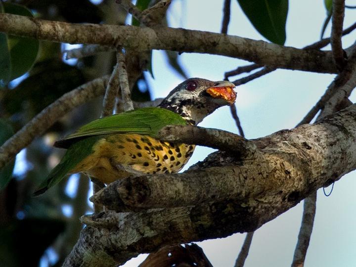 Tan-capped Catbird