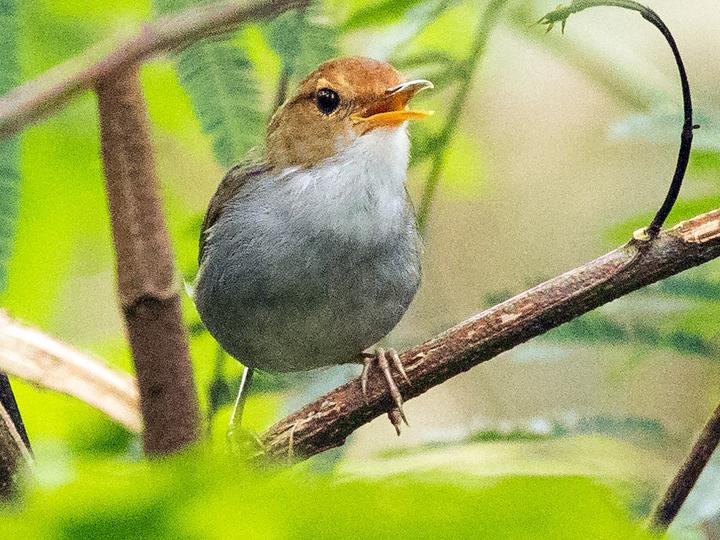 Russet-capped Tesia