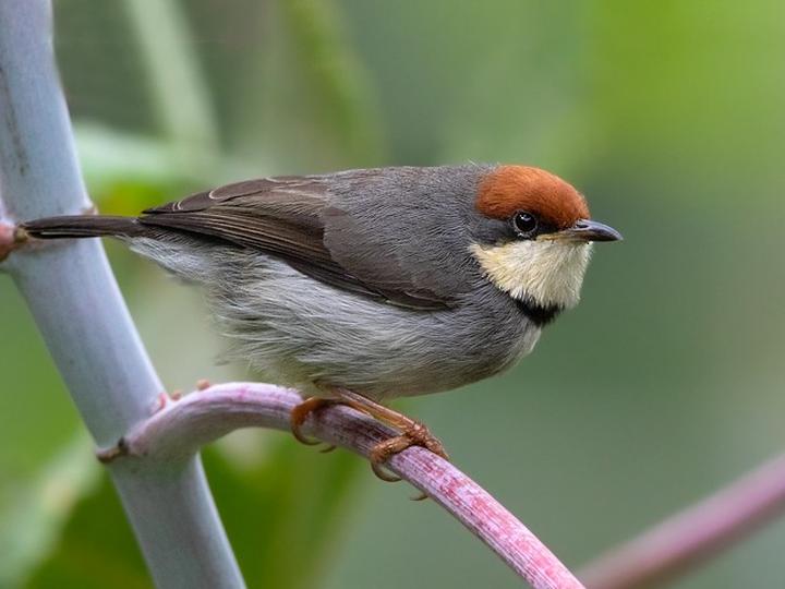 Rufous-crowned Eremomela