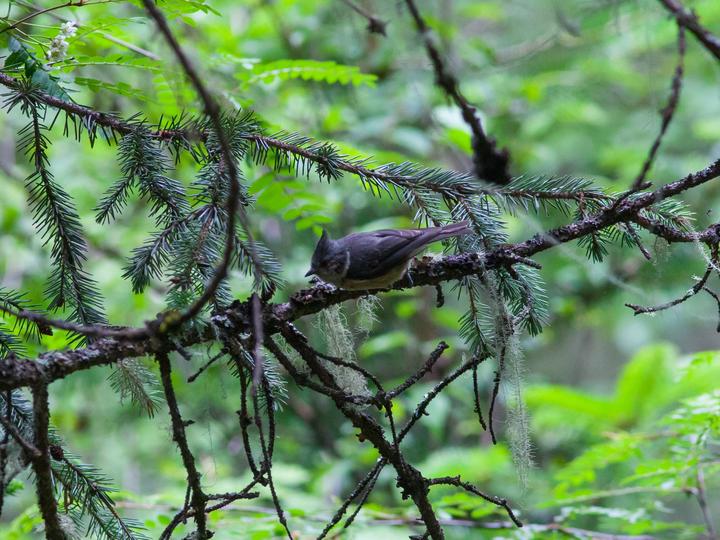 Grey-crested Tit