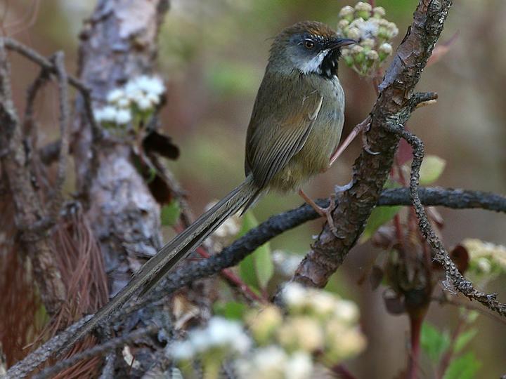 Rufous-crowned Prinia