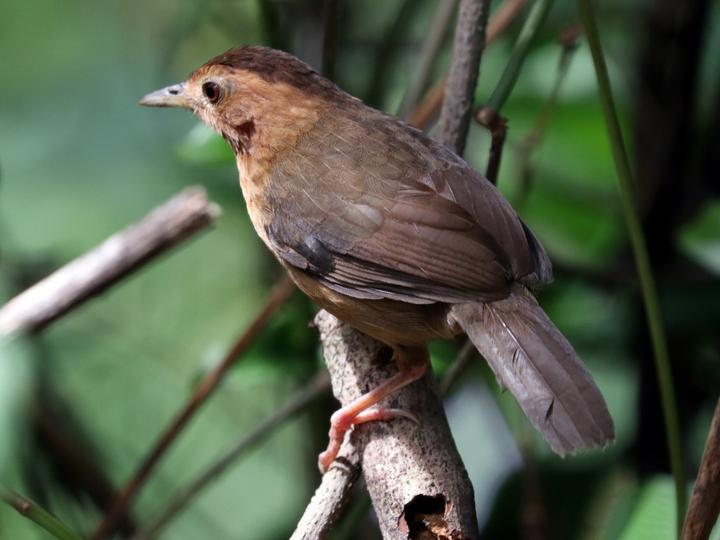 Brown-capped Babbler