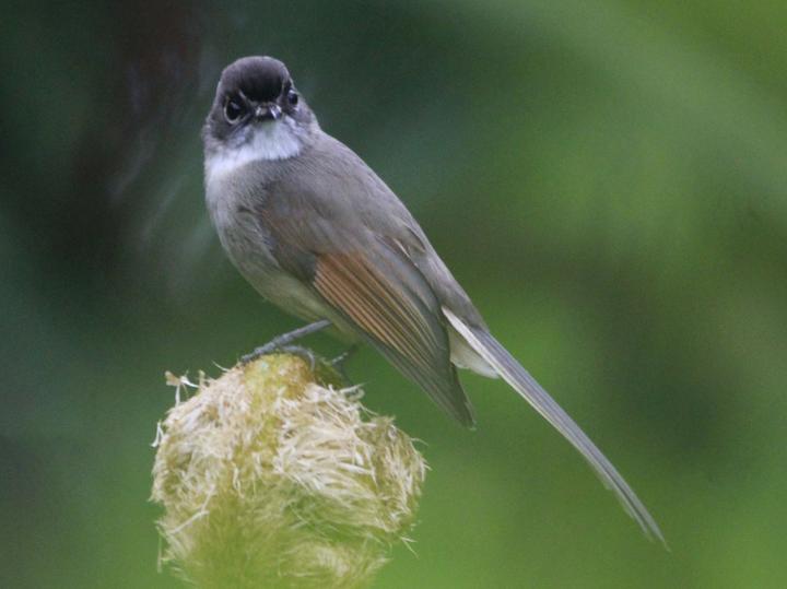 Brown-capped Fantail
