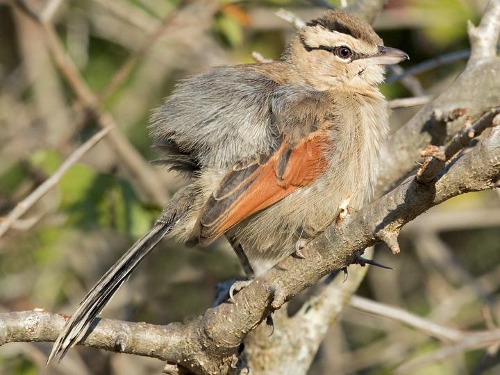 Brown-crowned Tchagra
