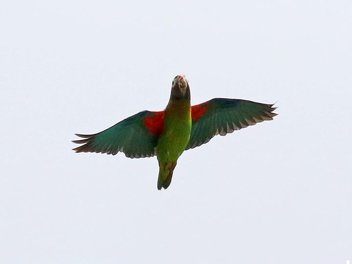 Brown-hooded Parrot
