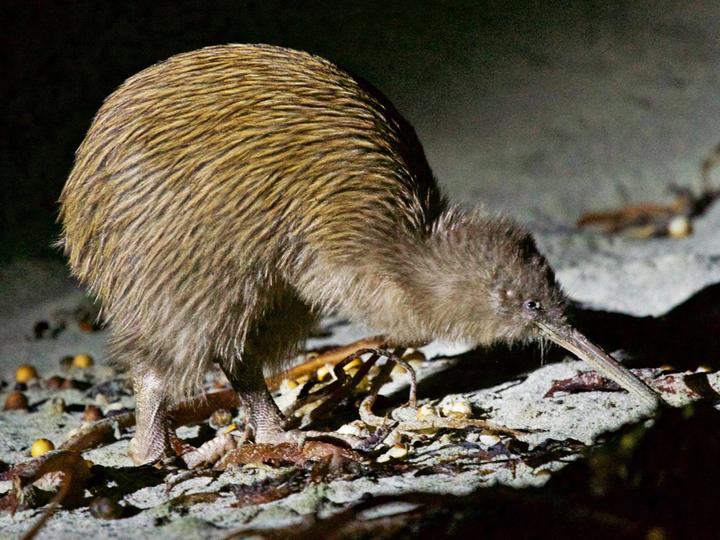 Southern Brown Kiwi