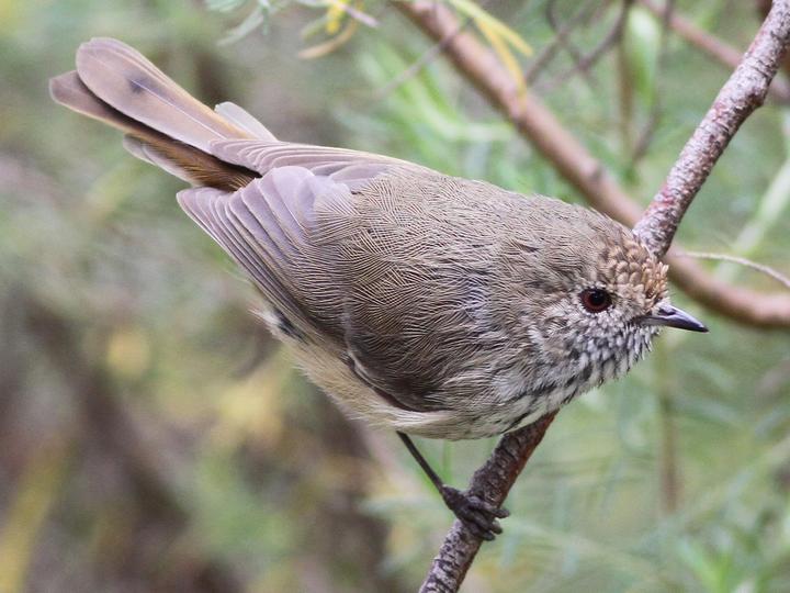 Brown Thornbill
