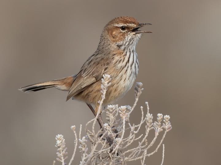 Rufous Fieldwren