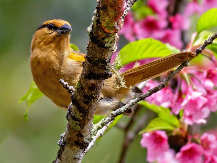 Brown Tanager