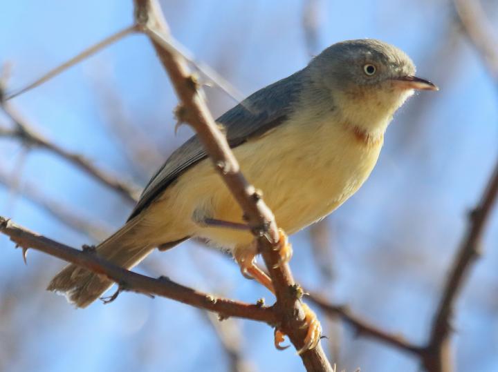 Burnt-necked Eremomela