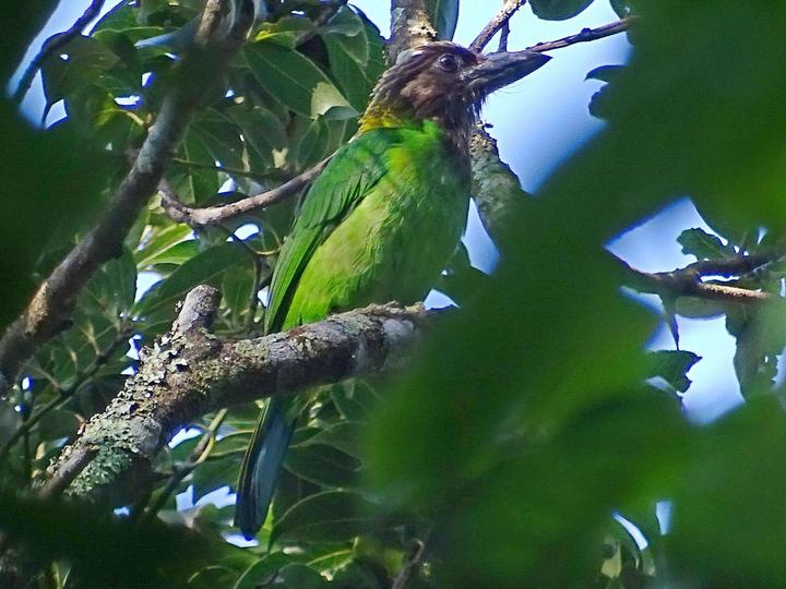 Brown-throated Barbet