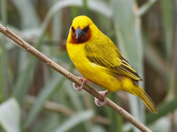 Southern Brown-throated Weaver