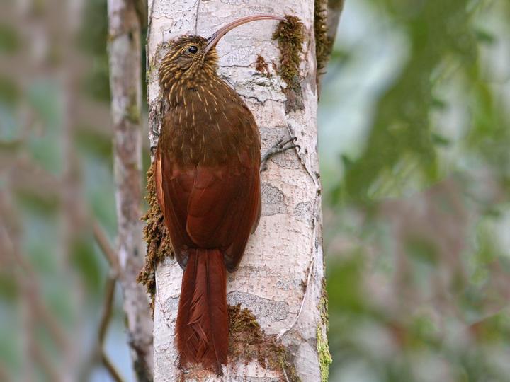 Brown-billed Scythebill