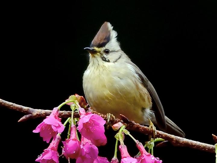 Taiwan Yuhina
