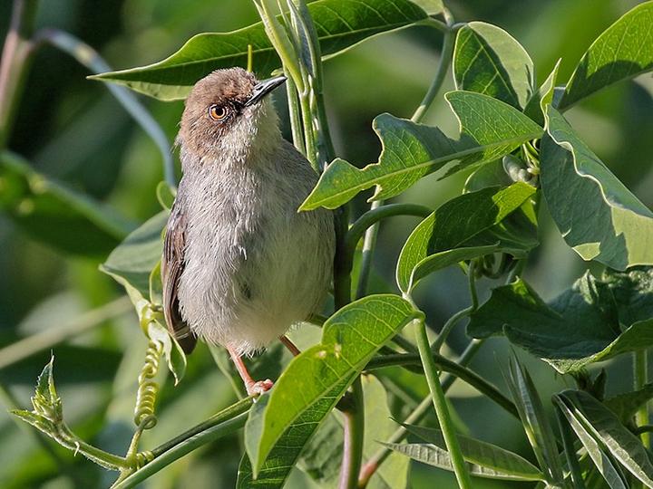 Brown-headed Apalis