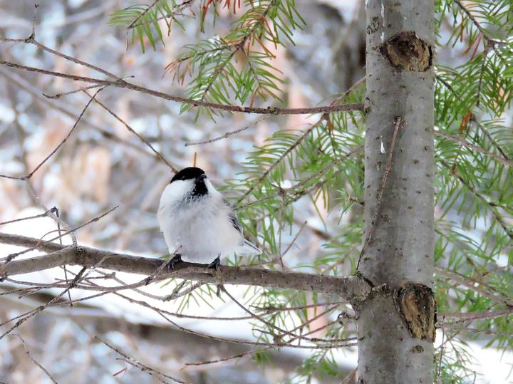 Willow Tit