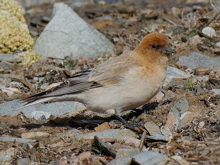 Sillem's Rosefinch