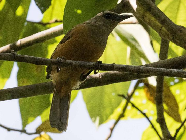 Raja Ampat Pitohui