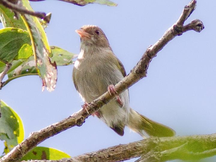 Brown-headed Greenlet