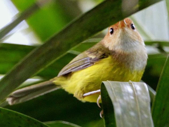 Rufous-headed Tailorbird