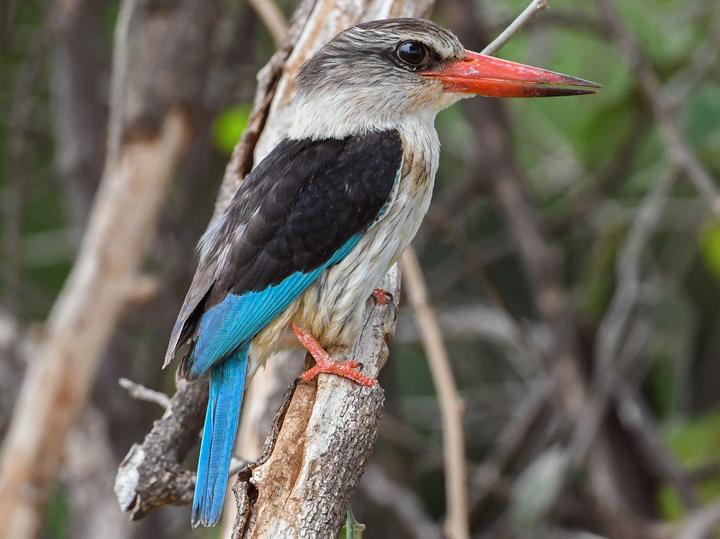 Brown-hooded Kingfisher