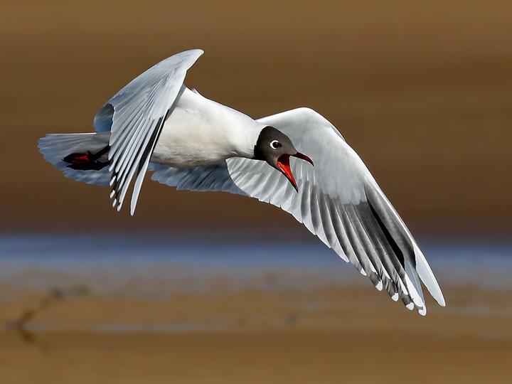 Brown-hooded Gull
